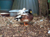 QUARTET OF ABACOT CALL DUCKS.