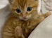 Kittens for sale