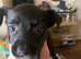 Mixed breed puppies for sale