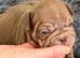 Stunning Big Rope, Velvet & Rojo French Bulldogs
