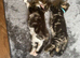 Male boy kitten