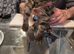 Female kitten