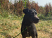 Patterdale stud
