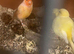 I am selling my canarys and breeding cages