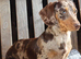 DNA Health Tested clear KC REG Mini Dachshund