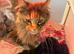 3 beautiful Maine coon boys available