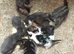 Pretty colour Kittens for sale