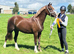 Stunning 5 year old section c mare