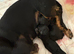 2x miniature dachshund puppies