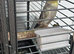 2 cockatiels 9 months old