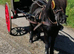 Shetland pony