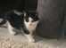 3 British short hair kittens
