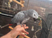 Female African grey for sale