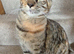 Mix breed female cat