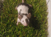 Tri coloured pet mice delivery available