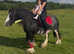 For sale Zafir best pony in world