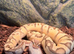 Firefly Enchi BP