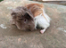 Beautiful long haired Piggys to reserve