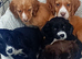 Cocker spaniel puppies, ready to leave.