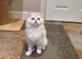 Beautiful Pedigree Chinchilla Persian Kitten