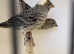 Show quality Lizard Canaries