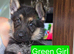 German Shepherd puppies