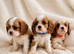 Cavalier King Charles pups