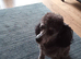 Toy Poodle for sale