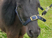 ***Perfect Therapy/Show/Companion Mini Shetland For Sale***