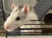 Rat and cage