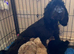 Stunning Labradoodles (Miniature) From Health tested parents
