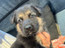 German shepherd puppys