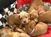Bocker Beagle x Cocker Spaniel puppies