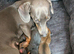 Minature dachshunds