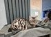TICA registered Bengal