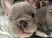 Beautiful kc registered French bulldog puppies