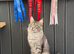 Maincoon proven stud