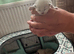 Ragdoll seal point kittens born 19/07/26