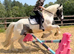 14.3/15hh cob gelding