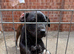 Staffy puppies