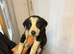 Collie pups 2 girls 1 boy