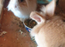 2 lion head boy rabbits