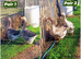 Pairs Dewlap Toulouse Geese