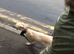Boy dog saluki collie greyhound whippet