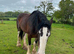 Shire mare