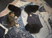 KITTENS FOR SALE