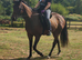 14.3/15hh thoroughbred gelding