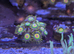 Rasta zoas ( 3 heads)