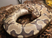 Enchi Female Ball Python - Nivara