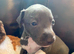 Outstanding Italian greyhound puppies kc registered